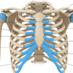 Understanding the anatomy of costal cartilage