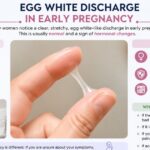 egg white discharge in early pregnancy